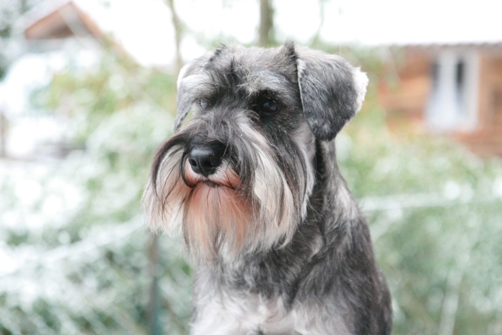 Les chiots Schnauzer nain poivre et sel de Giacomino en 2025