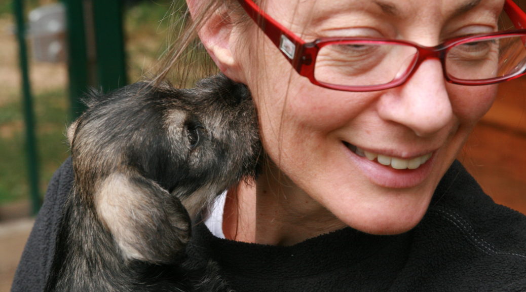 Chiots Schnauzer nain poivre et sel à vendre - Elevage familial De La Forêt Enchantée