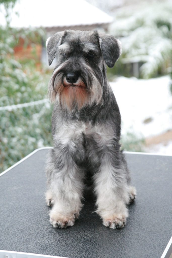 SCHNAUZER NAIN POIVRE ET SEL GIACOMINO