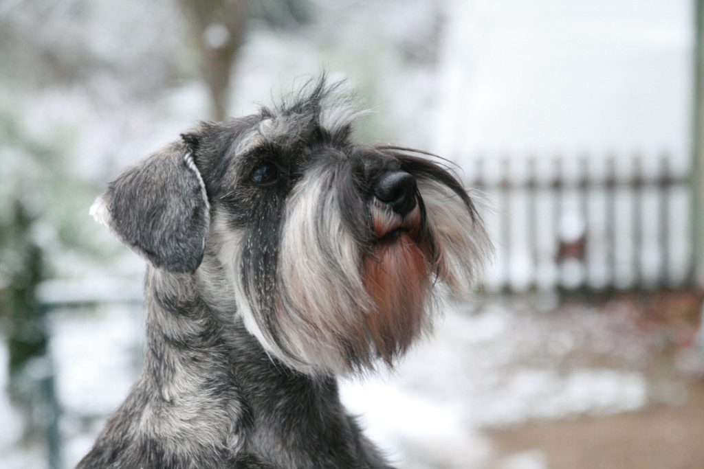 Giacomino - Schnauzer nain poivre et sel 