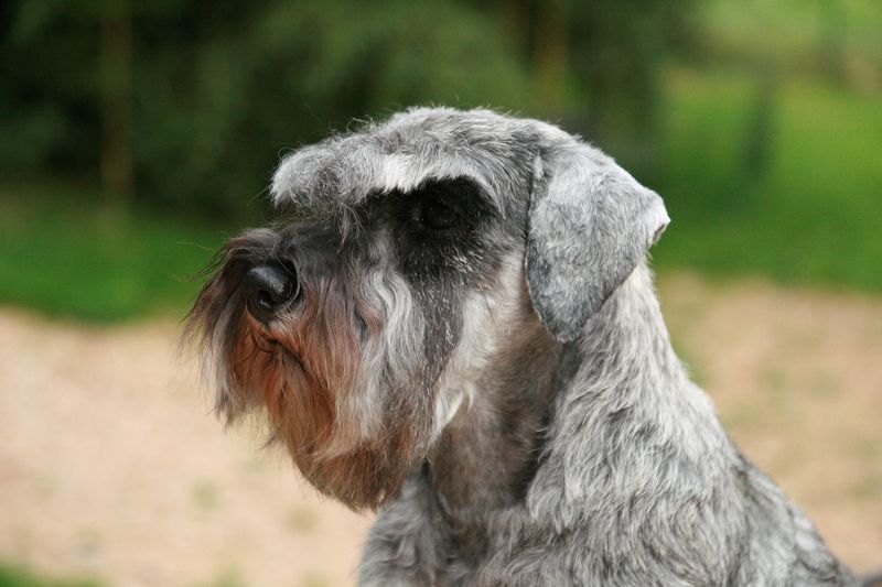 femelle schnauzer nain poivre et sel tsui tsui - mère de 8 chiots nés le 15/11/25