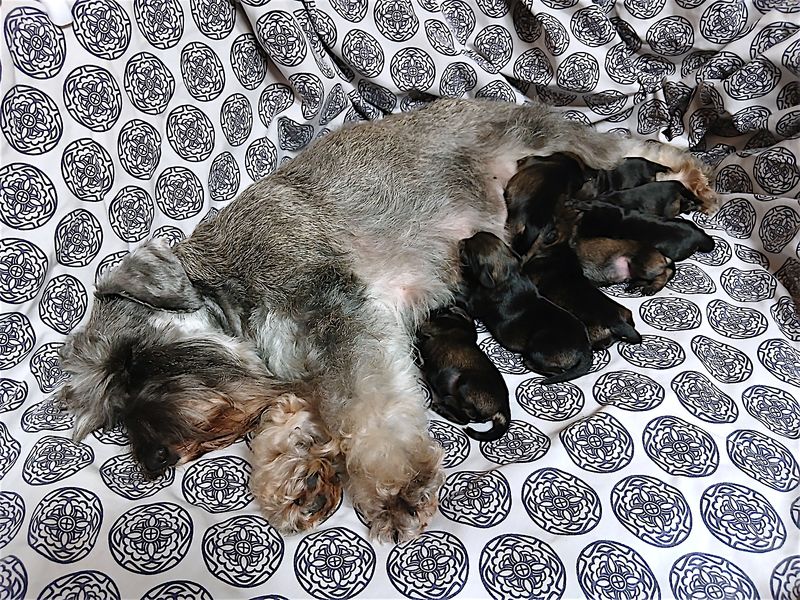 8 chiots mâles schnauzer nain gris poivre et sel à adopter pour janvier 2026